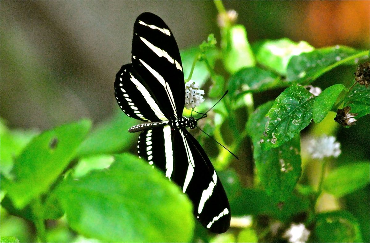 Zebra Longwing Butterfly